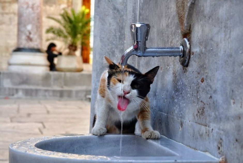 Αδέσποτες γάτες: Ξεκινά πρόγραμμα στείρωσης ο Δήμος Λεμεσού