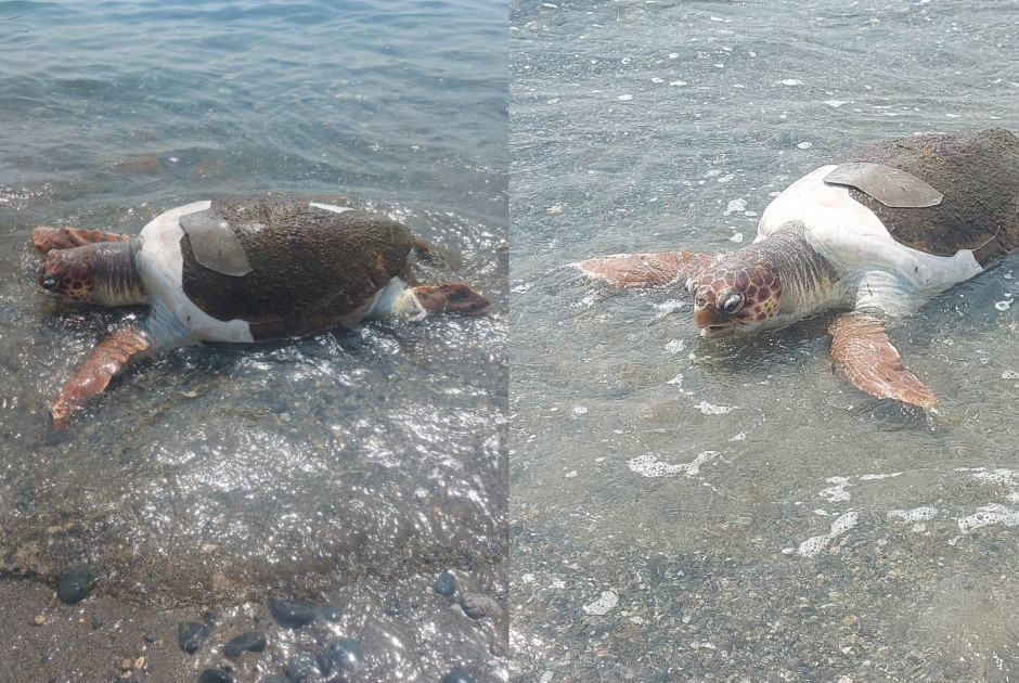 νεκρή χελώνα 