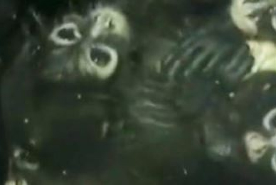 θ