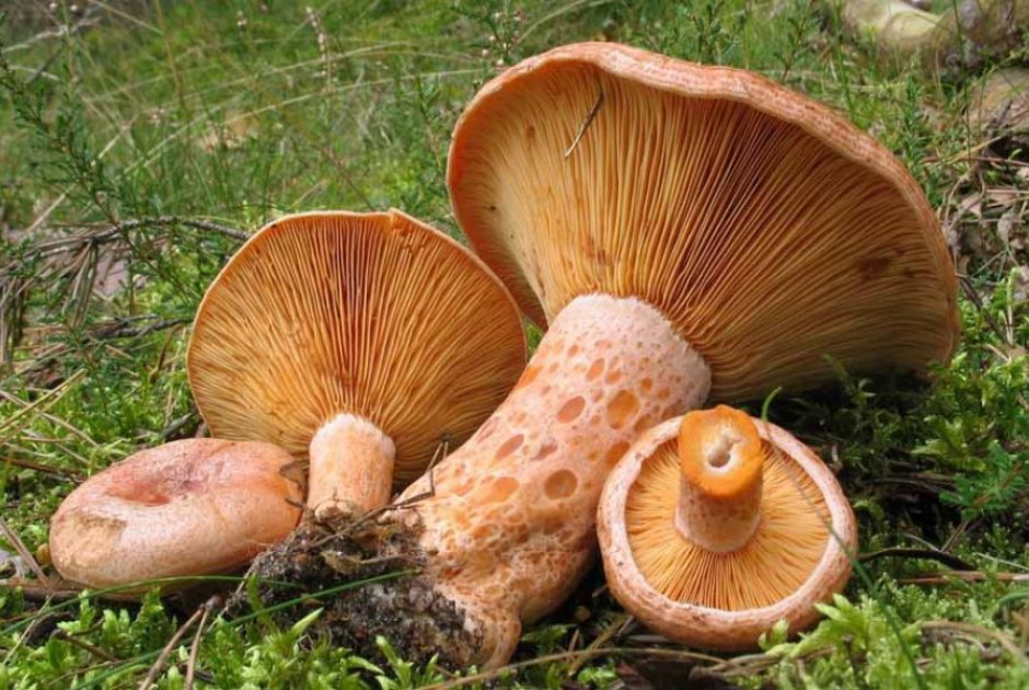 Με οξεία ηπατική ανεπάρκεια ζευγάρι που έφαγε μανιτάρια