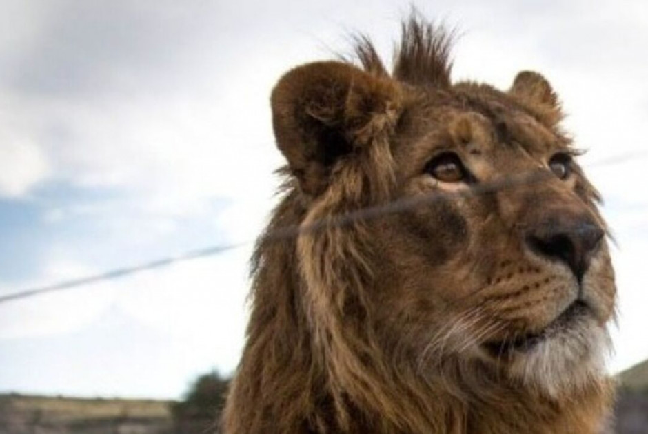 Τραγωδία στο Safari: Φύλακας κατασπαράχθηκε μπροστά σε τουρίστες