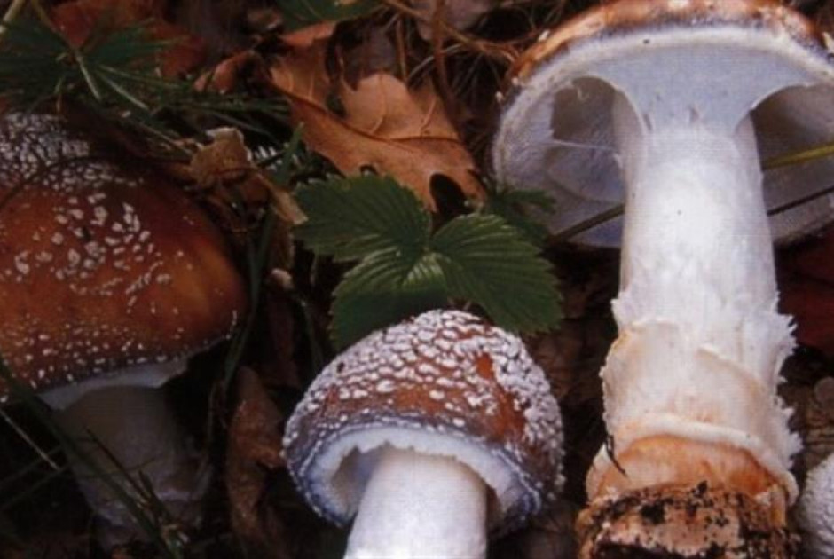Μανιτάρια: «Αν δεν γνωρίζεις, δεν τα τρως» - Τι λέει ειδικός