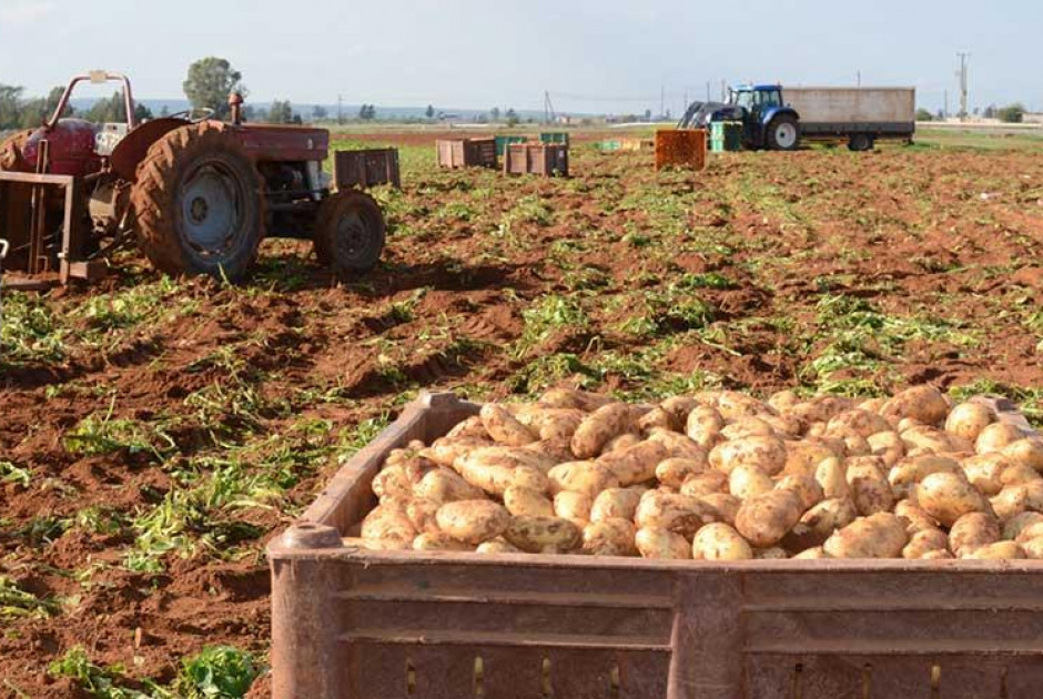 Φωνές πατατοπαραγωγών για επιδοτήσεις ζημιών που υπέστησαν το 2025