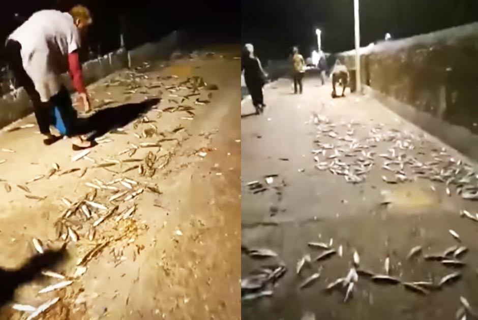 σαρδέλες Άνδρος Κουφονήσια