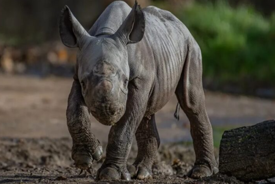 rhino