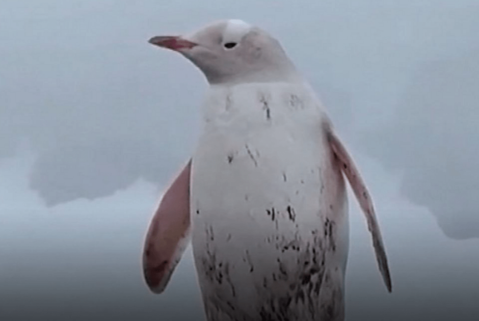 penguin