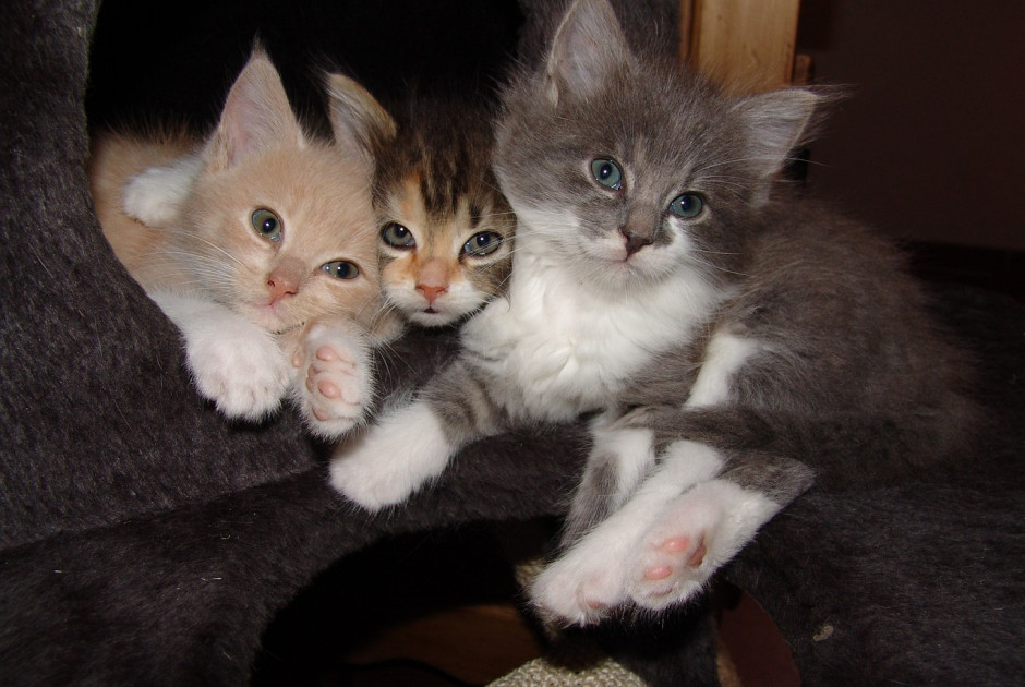 Υποψίες από το Κόμμα για τα Ζώα για αλλοδαπούς που καταναλώνουν γατάκια