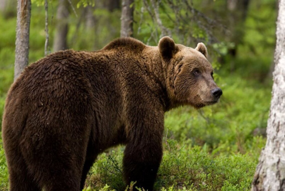 Αρκούδες «καταλαμβάνουν»... χωριό - Βοήθεια ζητούν οι κάτοικοι