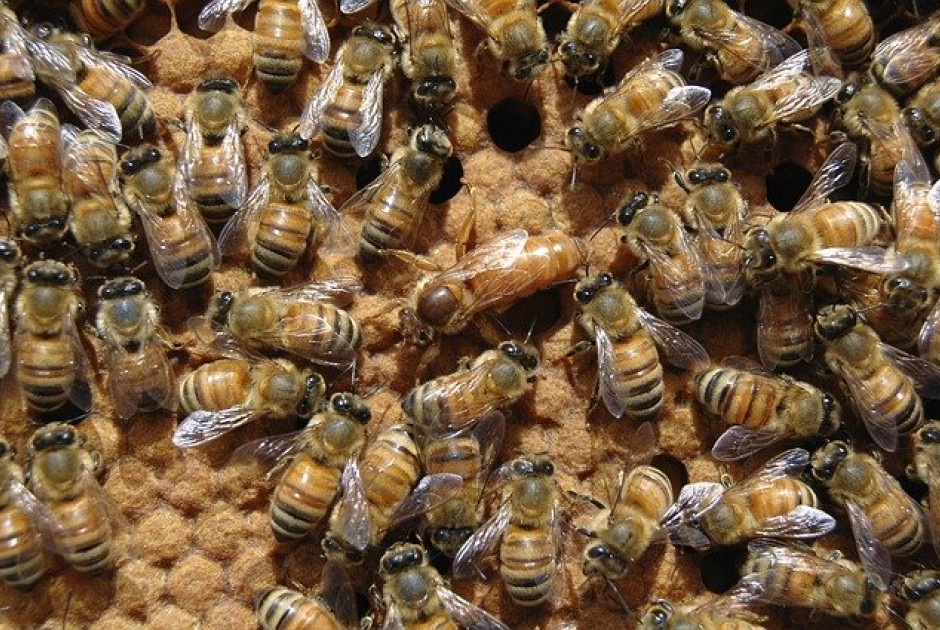 Έως και 30% η μείωση στην παραγωγή μελιού - Οι κυριότερες αιτίες