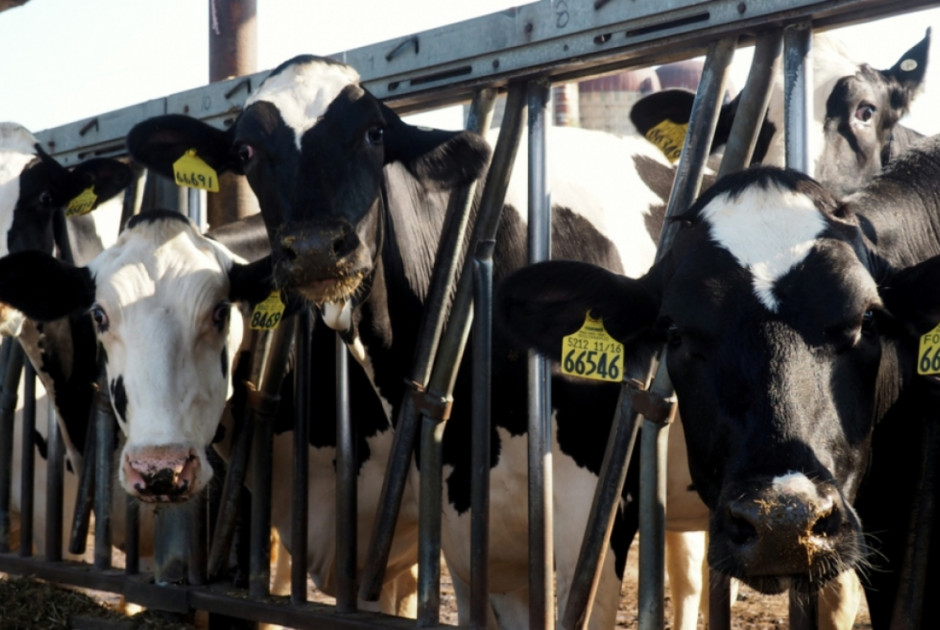 Ομάδα εμπειρογνωμόνων της ΕΕ στην Κύπρο για διερεύνηση του αφθώδους πυρετού στα κατεχόμενα