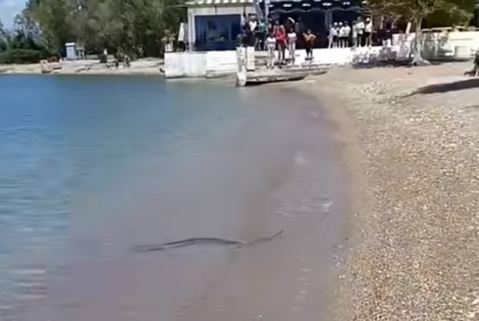 ξυτ