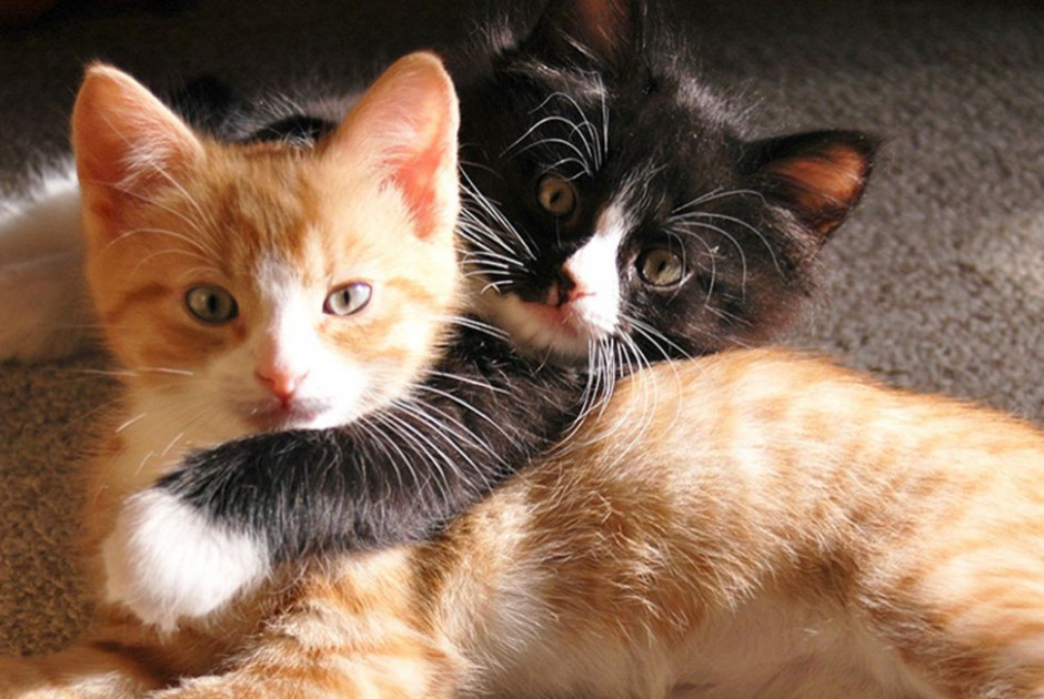 Έντονη ανησυχία για εξαφανίσεις γάτων: Η Περιβαλλοντική Κίνηση Κύπρου ζητά άμεση διερεύνηση και απόδοση ευθυνών