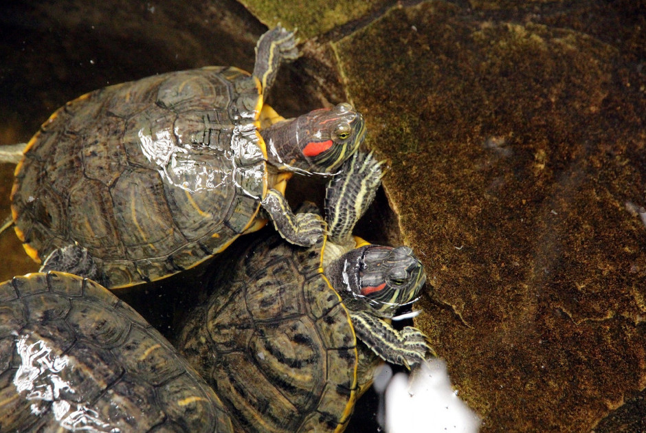 thumbnail_turtles-3327082_1920 Trachemys scripta