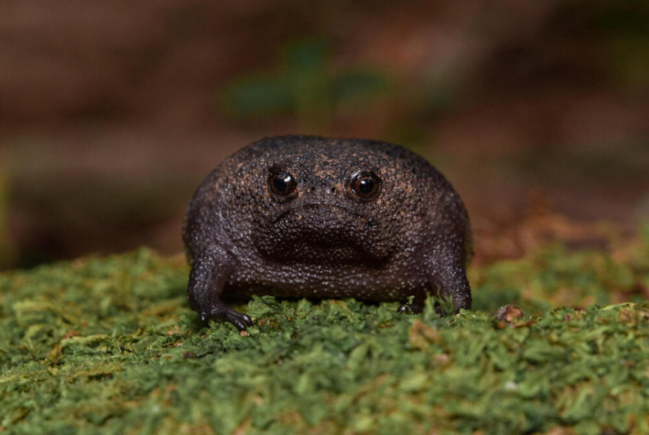ρ