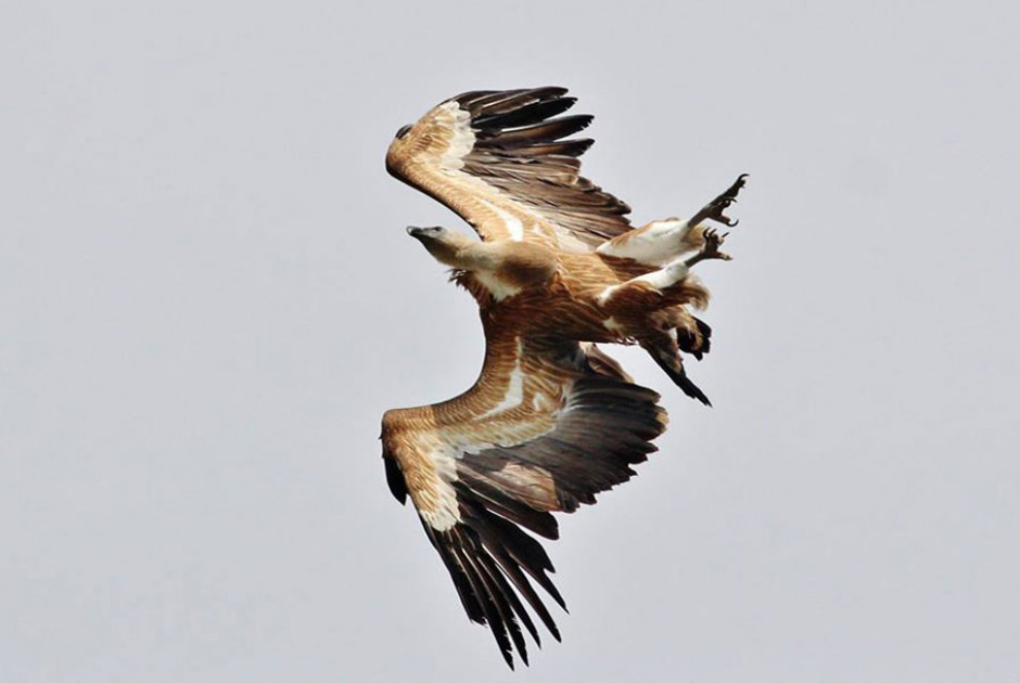 Ελεύθερος ξανά ο γύπας που διασώθηκε και αποκαταστάθηκε σε κέντρο περίθαλψης στα κατεχόμενα