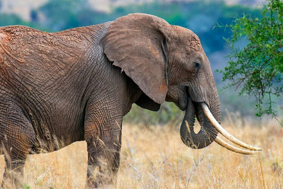 Σφοδρή σύγκρουση τρένου με κοπάδι – Επτά ελέφαντες νεκροί