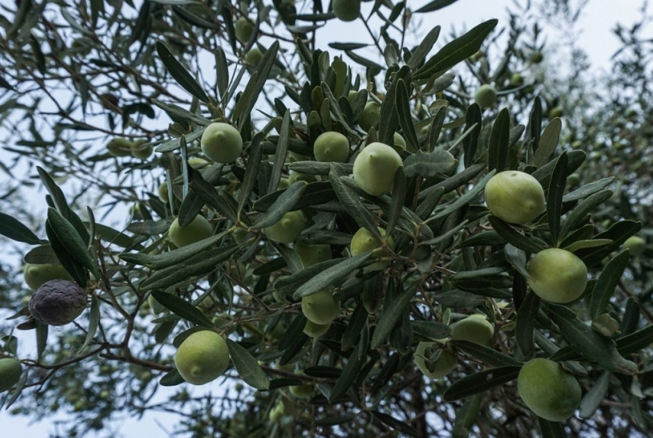 κθυ