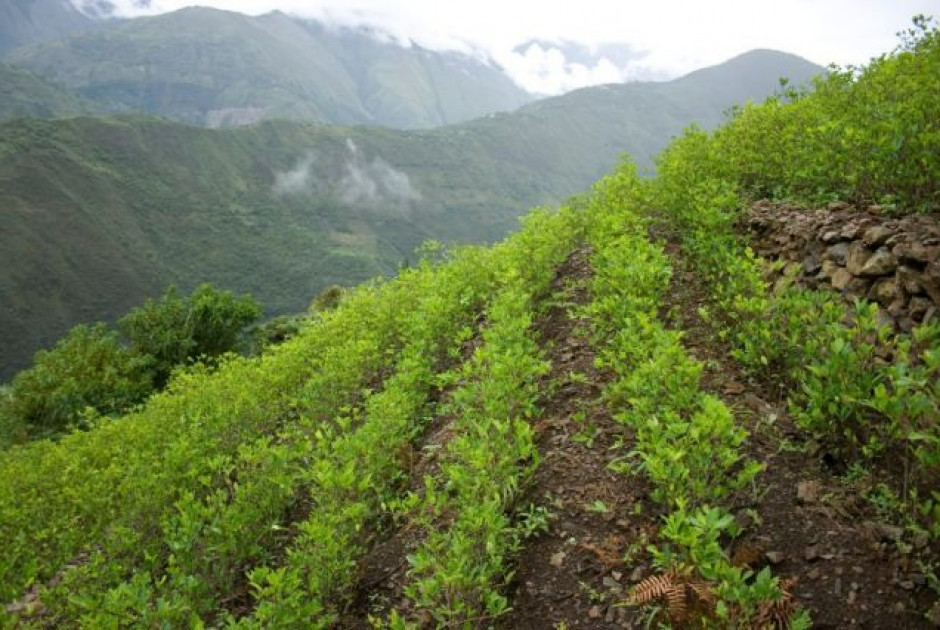 Η Κολομβία επανήρχισε αεροψεκασμούς με γλυφοσάτη κατά κόκας