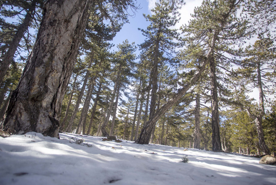 Κομφούζιο στο Τρόοδος: Ελάχιστο το χιόνι - Μεγάλη ταλαιπωρία όσων πήραν τα βουνά (ΒΙΝΤΕΟ)