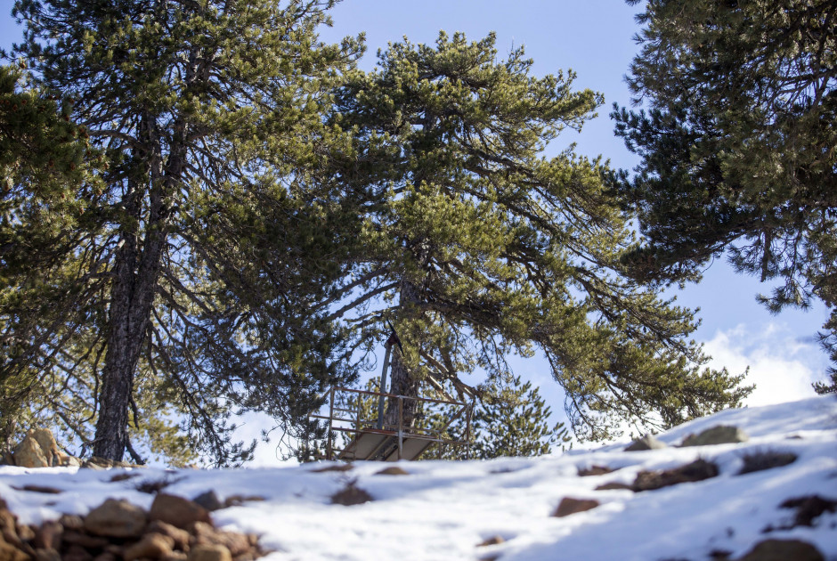 Θα «ντυθεί» στα λευκά το Τρόοδος; - Έρχονται το Σαββατοκύριακο τα πρώτα χιόνια για φέτος