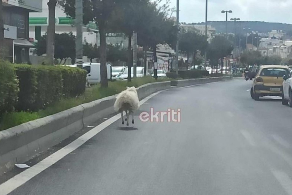 Αρνί έκοβε βόλτες … σε λεωφόρο (ΦΩΤΟ)