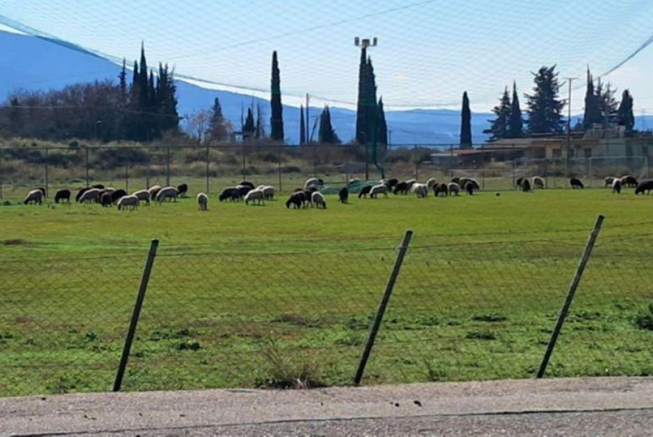 Ότι καλύτερο θα δεις σήμερα: Πρόβατα βόσκησαν σε γήπεδο (ΒΙΝΤΕΟ)