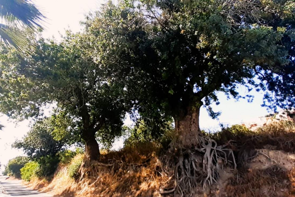 Κινδυνεύουν οι αιωνόβιοι τρέμιθοι στην Πάφο; (Εικόνες)