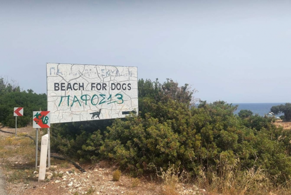 Χωρίς βουτιά οι τετράποδοι κολυμβητές – Ακατάλληλες και μη προσβάσιμες οι παραλίες για σκύλους