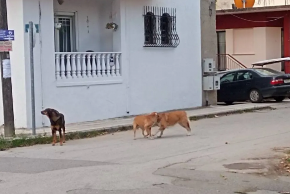 Απίστευτος γολγοθάς για ΑμεΑ: Δέχθηκε επίθεση από αδέσποτο σκύλο