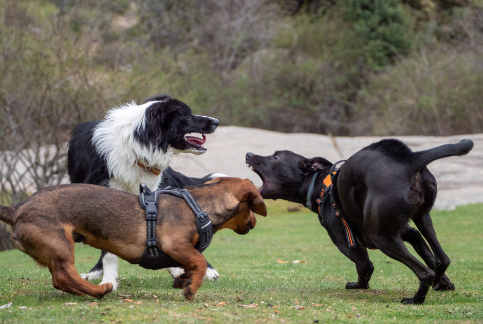 Νεκρά εντοπίστηκαν τρία σκυλιά στον Αστρομέριτη - Ανταπόκριση Πυροσβεστικής