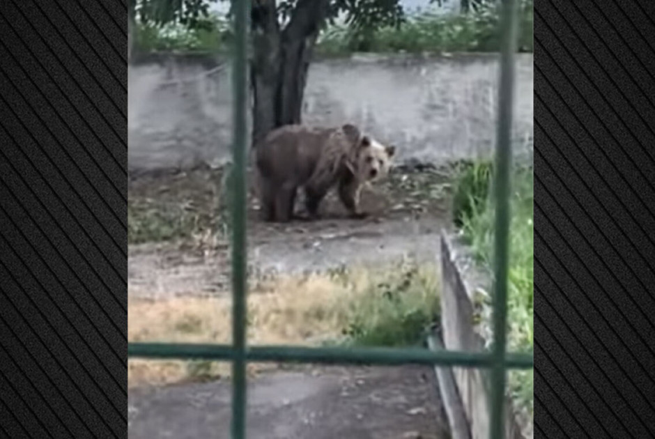 Αρκούδα έκοβε βόλτες σε αυλή σπιτιού (ΒΙΝΤΕΟ)