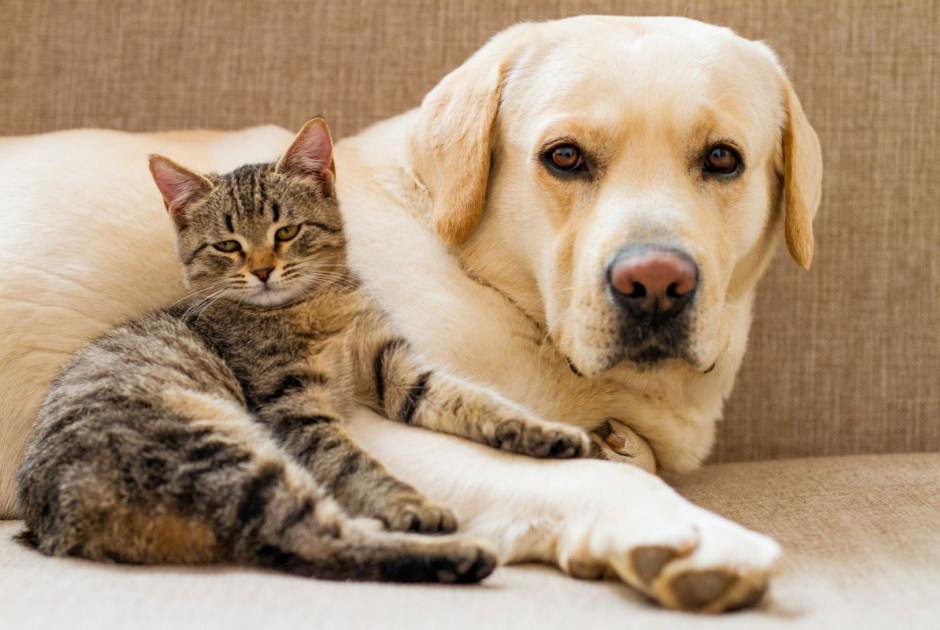 Αυτές οι 7 ράτσες σκύλων τα πάνε τέλεια με γάτες