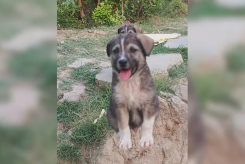 Πως 5 μηνών σκύλος έσωσε 67 ανθρώπους