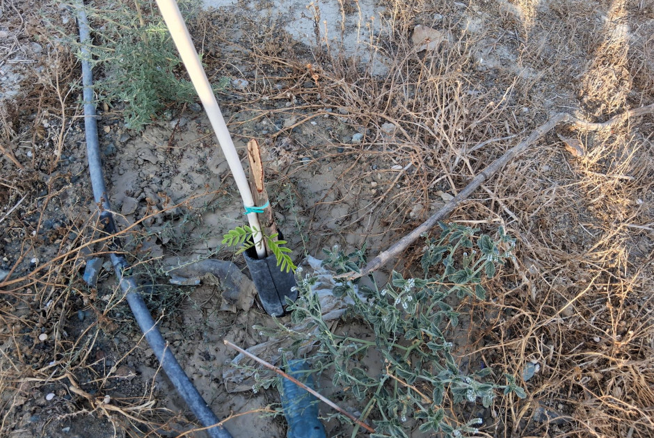 Ζημιές σε δέντρα κοντά στο Γυμνάσιο Βεργίνας – «Λύπη και αγανάκτηση» εκφράζει ο Δήμος (ΦΩΤΟΣ)