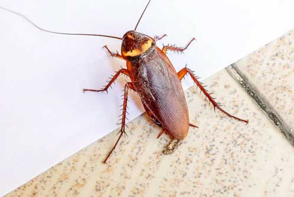 Καταφύγιο για κατσαρίδες τα κλιματιστικά