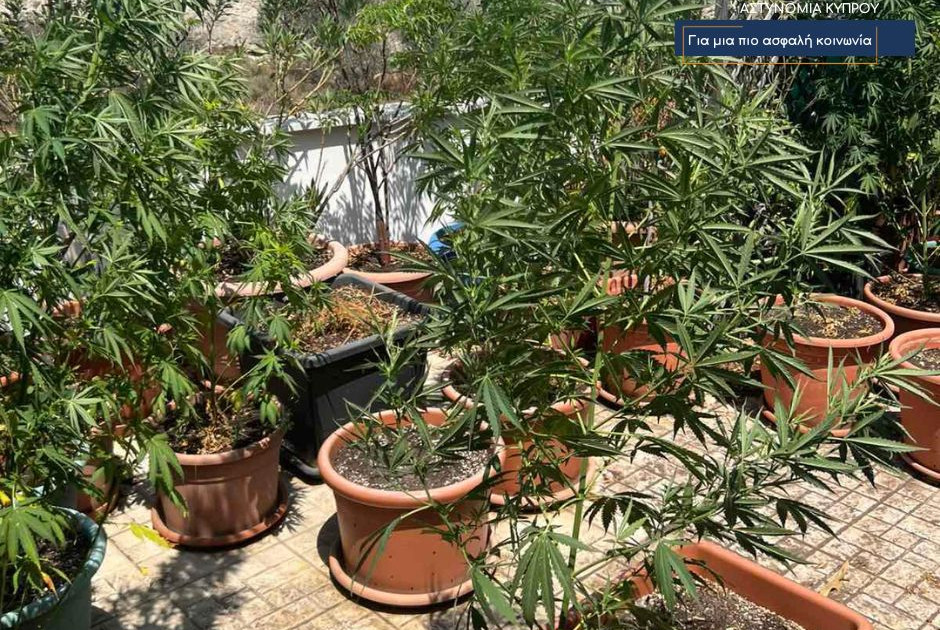 Πέραν των 22 κιλών κάνναβης και 32 υπό καλλιέργεια φυτά εντόπισε η ΥΚΑΝ σε μια μέρα (ΦΩΤΟΣ)