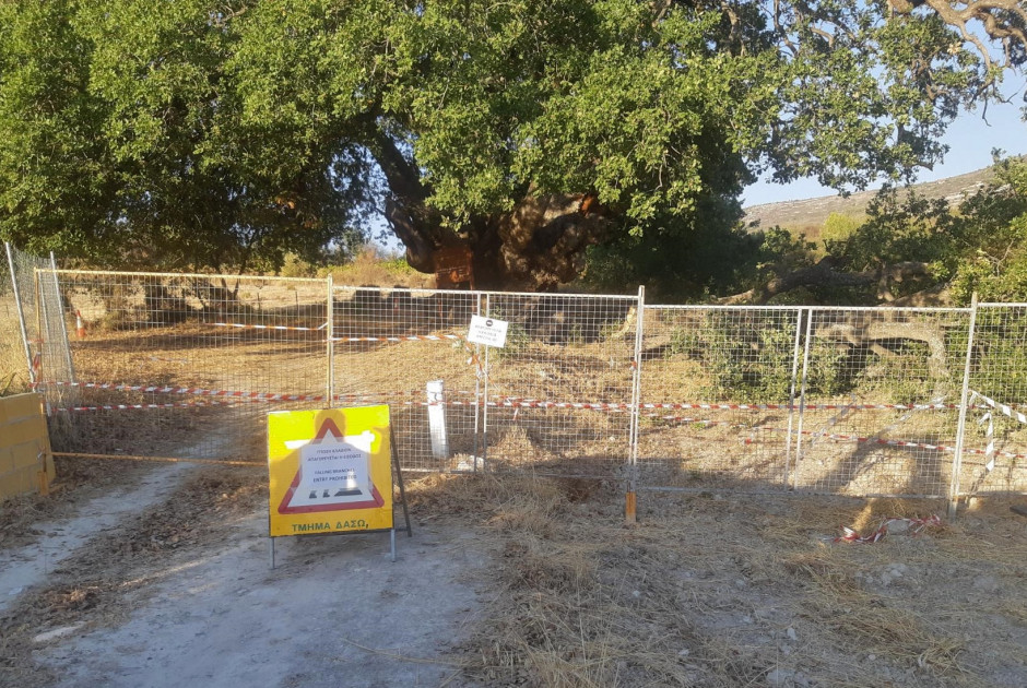 Τμήμα Δασών: Μην πλησιάζετε αυτό το δέντρο