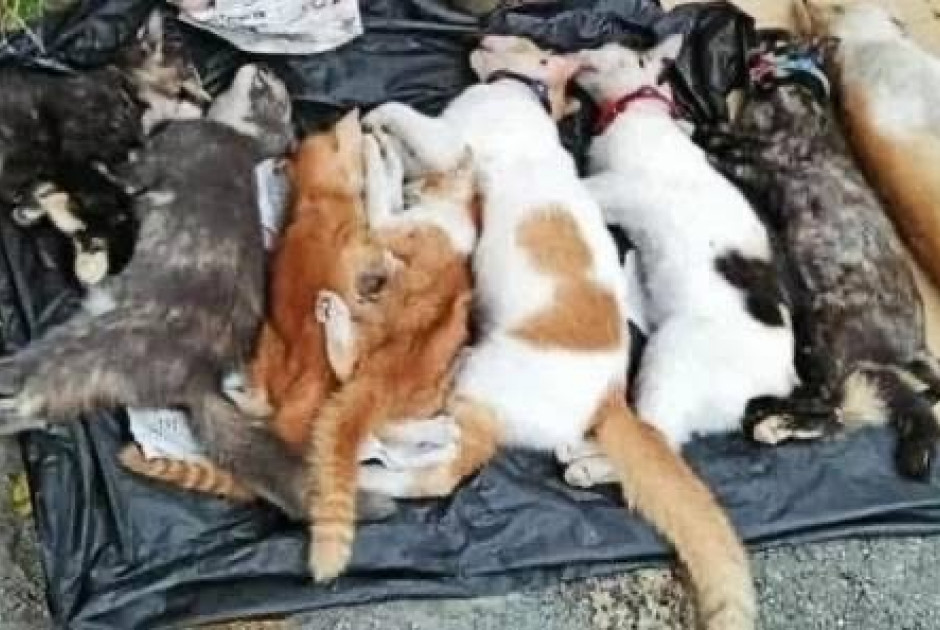 Φρίκη στη Λεμεσό: 30 γάτες βρέθηκαν νεκρές