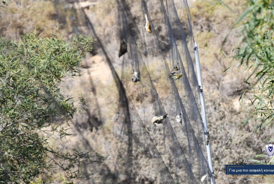 Υπόθεση λαθροθηρίας: Δεκάδες δίκτυα και νεκρά πτηνά στην κατοχή 30χρονου