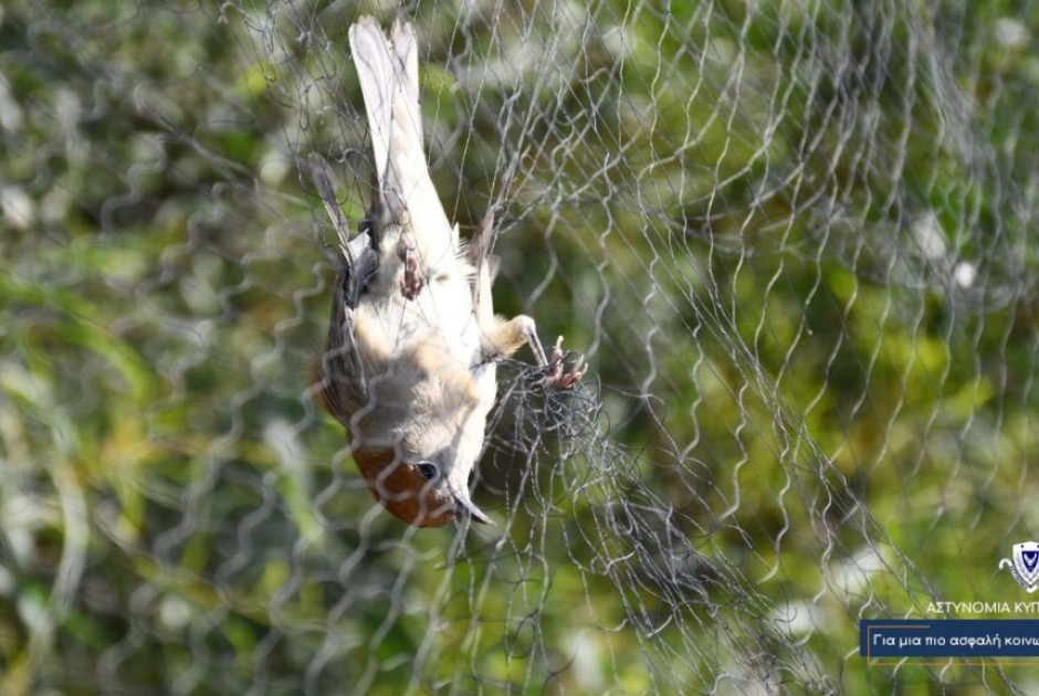 Σαρωτικές επιχειρήσεις κατά της λαθροθηρίας: Καταδίκες και πρόστιμα €239.770