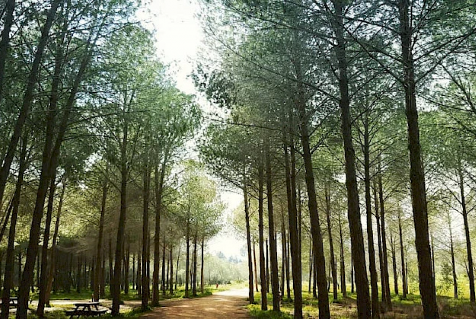 Ανεγκέφαλοι έριξαν κροτίδα στο Δασικό Πάρκο Αγλαντζιάς και ξέσπασε πυρκαγιά