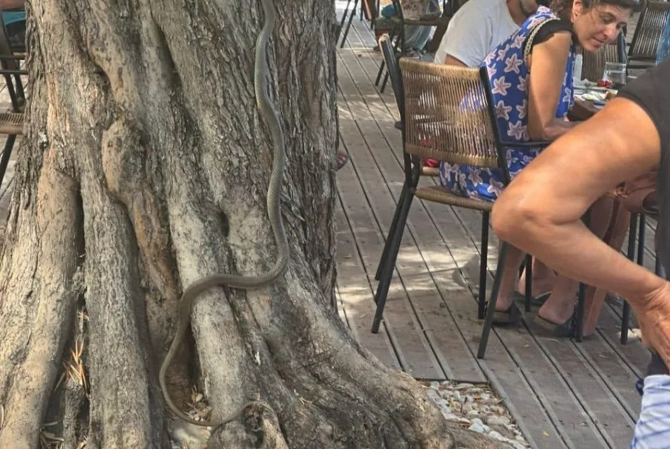 Δύο μέτρα φίδι έκανε «έφοδο» σε παραλιακό μπαρ