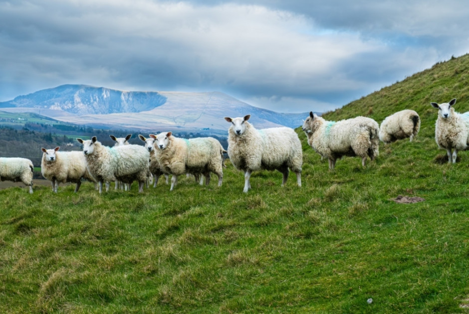 Eντοπίστηκε το πρώτο επιβεβαιωμένο κρούσμα ευλογιάς προβάτων στην Ήπειρο