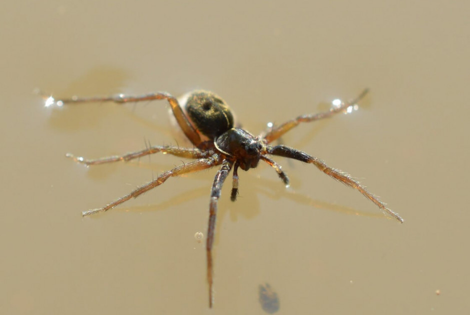 Αράχνη-λύκος: Μέχρι πρότινος εξαφανισμένο είδος εντοπίστηκε ξανά