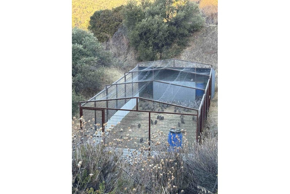 Απελευθέρωση 80.000 περδικιών σε κυνηγότοπους της Κύπρου – Κίνδυνοι από άγρια ζώα και σκύλους