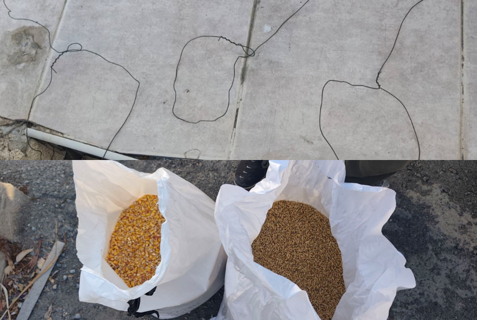 Λαθροθήρες λαγών ξαναχτύπησαν στην επαρχία Λεμεσού – «Κίνδυνος αφανισμού του είδους»