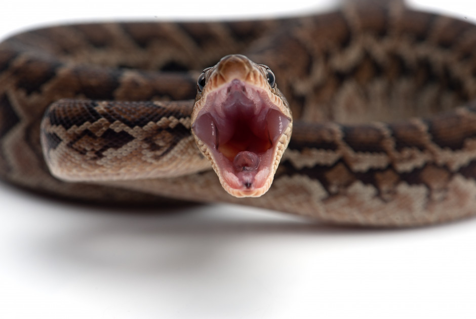 Πώς τα φίδια σκοτώνουν τη λεία τους σε 60 χιλιοστά του δευτερολέπτου (ΒΙΝΤΕΟ)