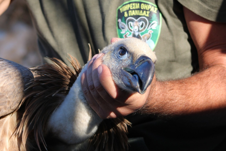 Απελευθερώθηκε η 4η παρτίδα γυπών που έφτασαν στην Κύπρο από την Ισπανία