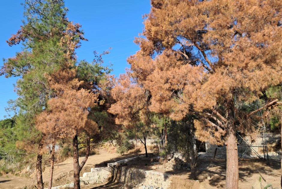 Καταγγελία Οικολόγων: Ξεραμένα αιωνόβια πεύκα πιθανόν από ανθρώπινη παρέμβαση