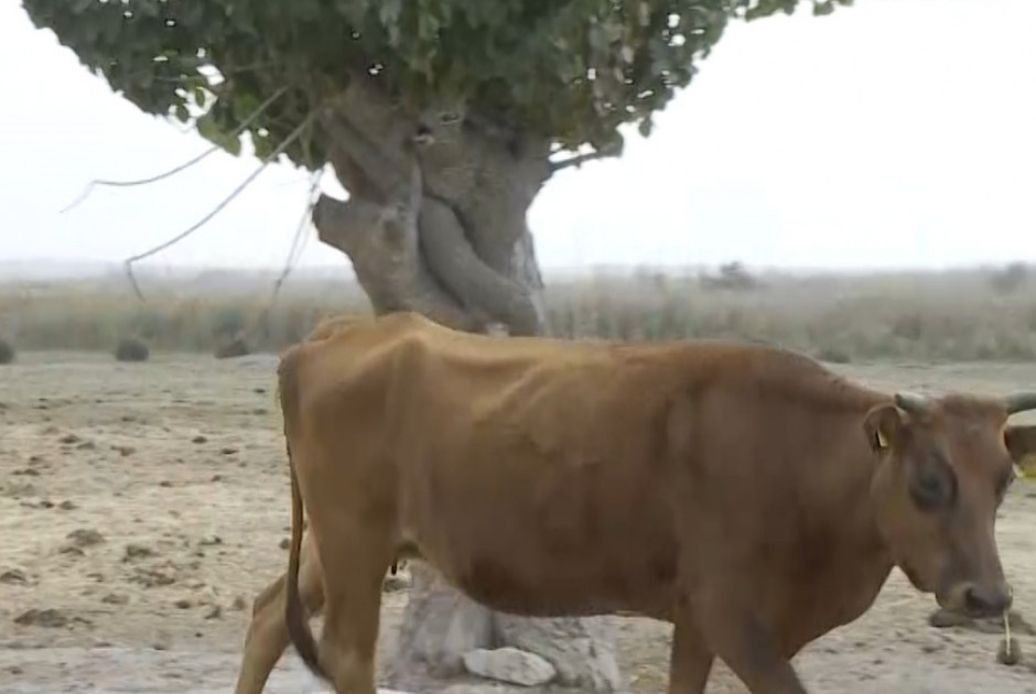 Λιβάδι Ακρωτηρίου: Καταγγελία γεωργού στον ΑΝΤ1 για αγελάδες… δραπέτες (ΒΙΝΤΕΟ)